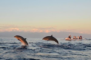 Bali Dolphin Dreams